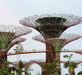 'Siêu cây' độc nhất vô nhị ở Singapore