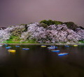 Mùa hoa Sakura: ''Mùa kỳ diệu nhất của Nhật Bản''