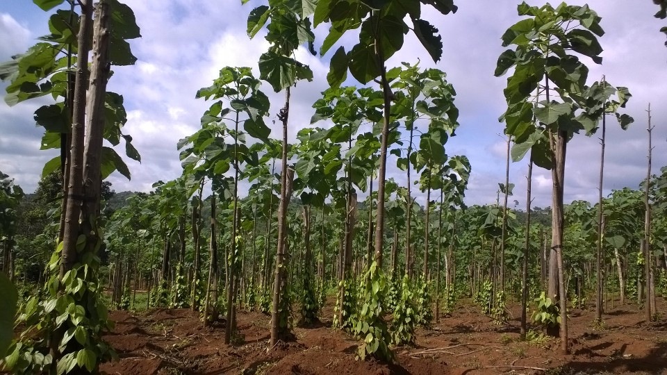 Bán rẫy tiêu tại Daknong
