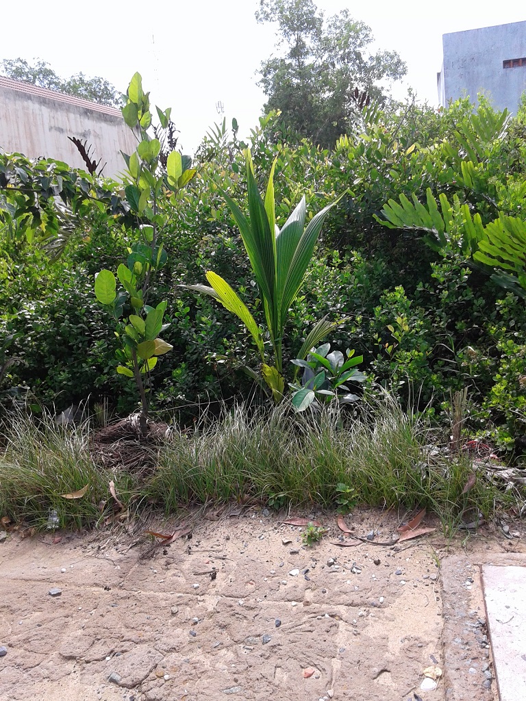 Đất thổ cư hẻm 126, Long Thới, Nhà Bè, xây dựng tự do, công chúng ra sổ ngay