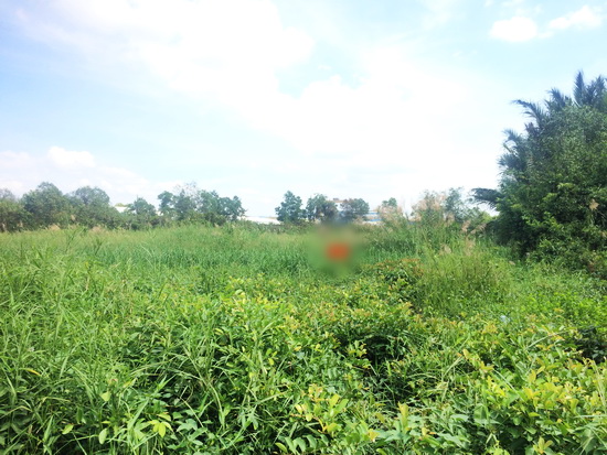 Tôi cần bán lô đất lớn hẻm 1135 đường Huỳnh Tấn Phát, F, Phú Thuận, Quận 7