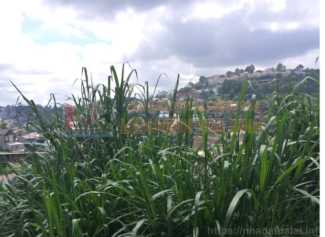 Cần bán đất đường Triệu Việt Vương, P3, TP Đà Lạt