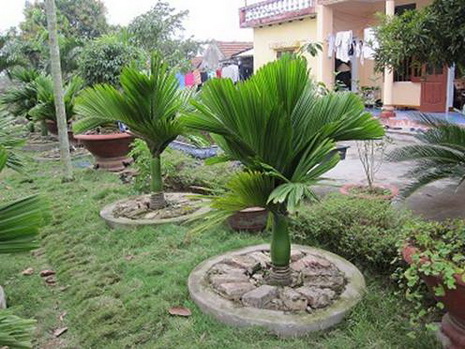 Trồng cau phong thủy