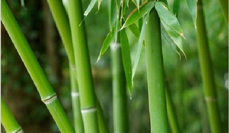 phong thuỷ cải tạo vận mệnh