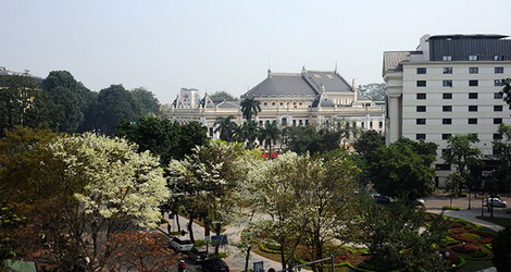 Hoa sưa Hà Nội
