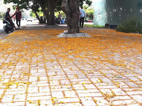 Con đường hoa ở Sài Gon