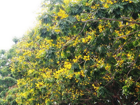 Con đường hoa ở Sài Gon