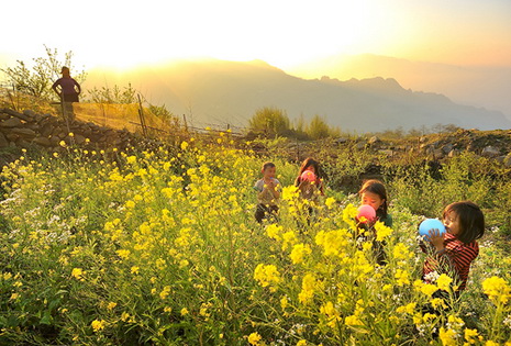 Lào Cai rực rỡ mùa hoa cải