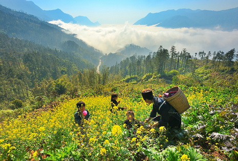 Lào Cai rực rỡ mùa hoa cải