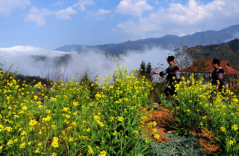 Lào Cai rực rỡ mùa hoa cải
