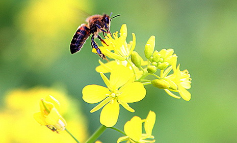 Lào Cai rực rỡ mùa hoa cải