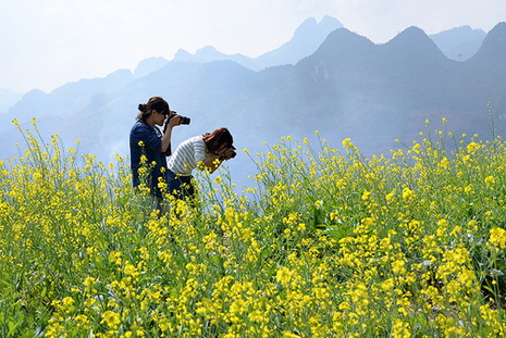 Lào Cai rực rỡ mùa hoa cải