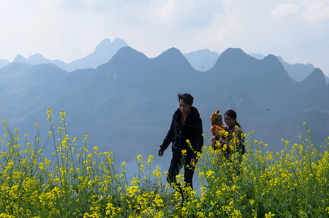 Lào Cai rực rỡ mùa hoa cải