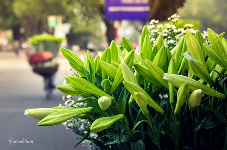 hoa kèn trên phố Hà Nội