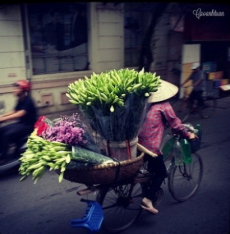hoa kèn trên phố Hà Nội