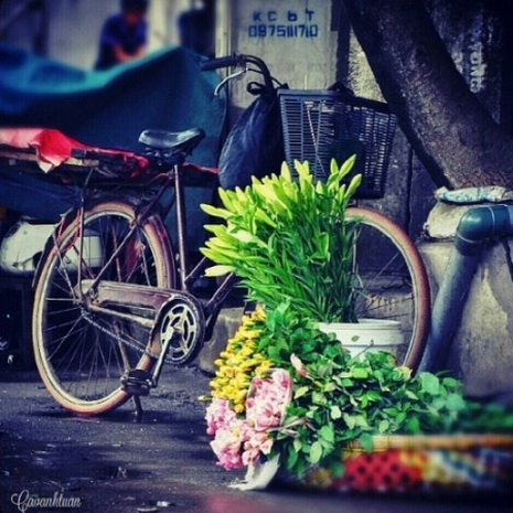 hoa kèn trên phố Hà Nội