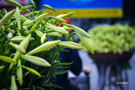 hoa kèn trên phố Hà Nội