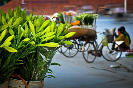 hoa kèn trên phố Hà Nội