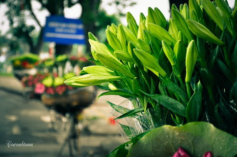 hoa kèn trên phố Hà Nội