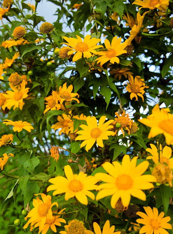 Hoa dã quỳ Đà Lạt