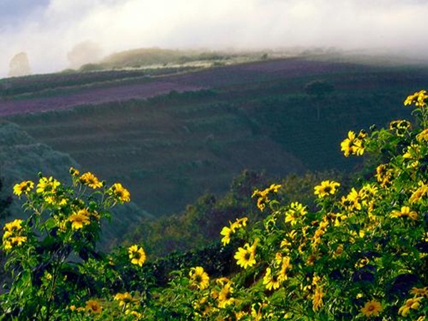 Hoa dã quỳ Đà Lạt