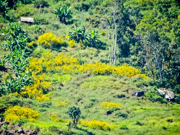 Hoa dã quỳ Đà Lạt