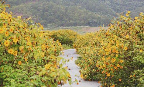 Hoa dã quỳ Đà Lạt