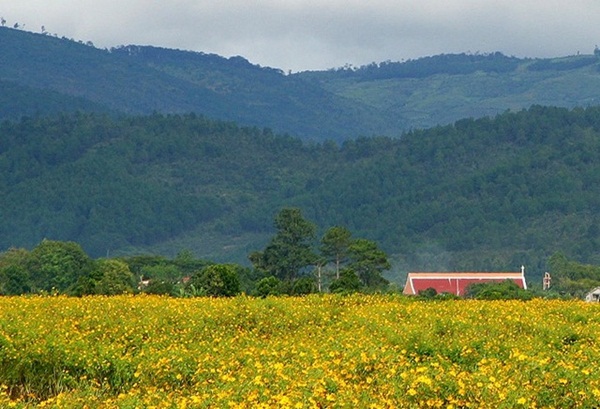 Hoa dã quỳ Đà Lạt