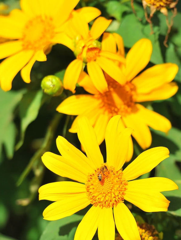 Hoa dã quỳ Đà Lạt