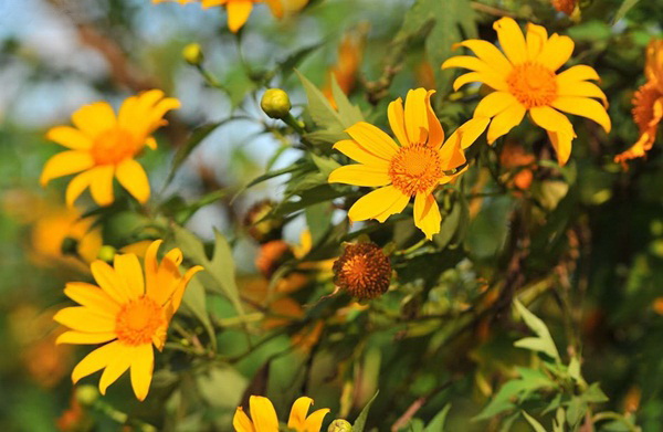 Hoa dã quỳ Đà Lạt