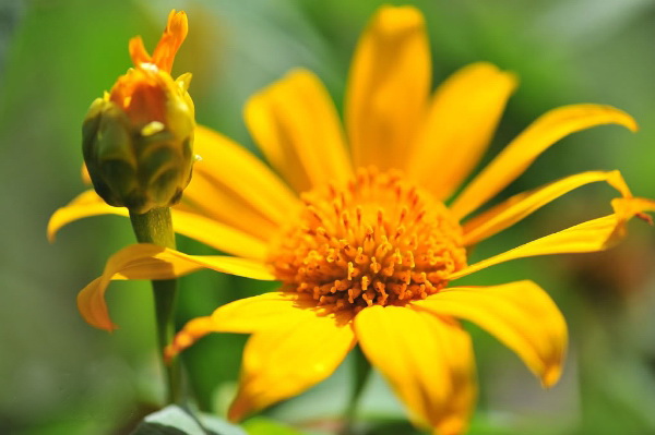 Hoa dã quỳ Đà Lạt