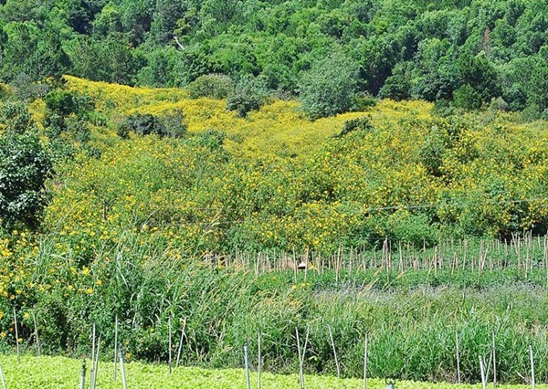 Hoa dã quỳ Đà Lạt