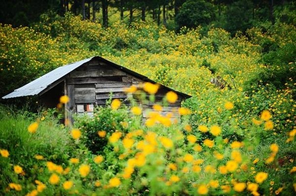Hoa dã quỳ Đà Lạt