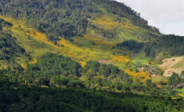 Hoa dã quỳ Đà Lạt