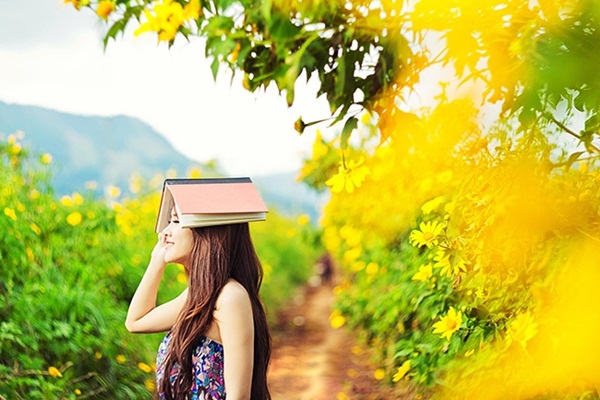 Hoa dã quỳ Đà Lạt