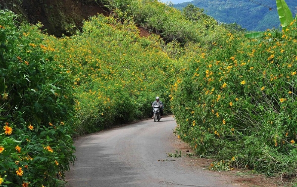 Hoa dã quỳ Đà Lạt