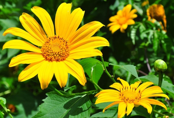 Hoa dã quỳ Đà Lạt