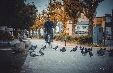 Nhật Bản rực rỡ cuối thu