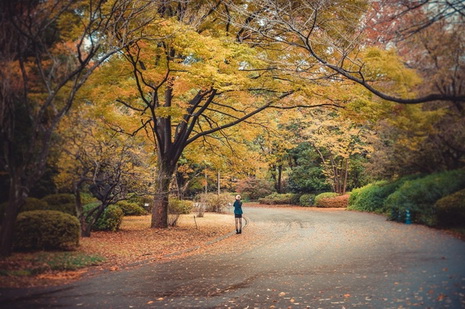 Nhật Bản rực rỡ cuối thu