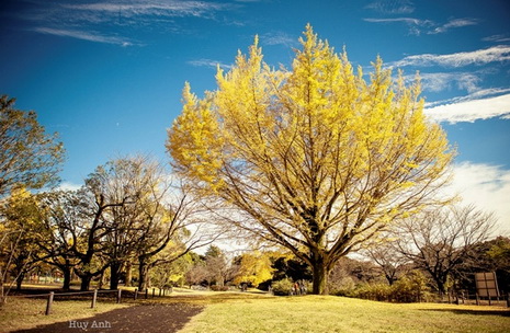 Nhật Bản rực rỡ cuối thu