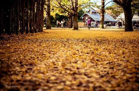 Nhật Bản rực rỡ cuối thu