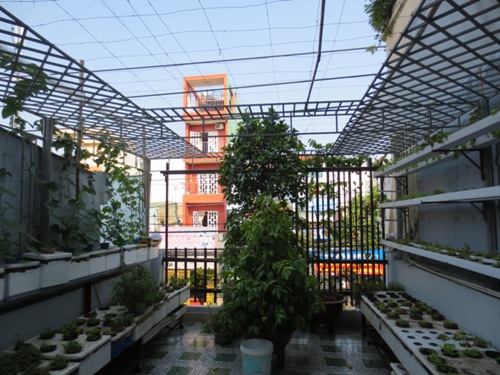 Dây leo làm mát mái nhà