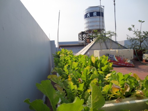 Rau xanh trên sân thượng