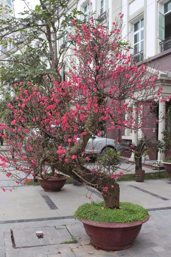 Cây cảnh chưng Tết