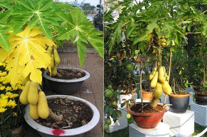 Cây cảnh chưng Tết