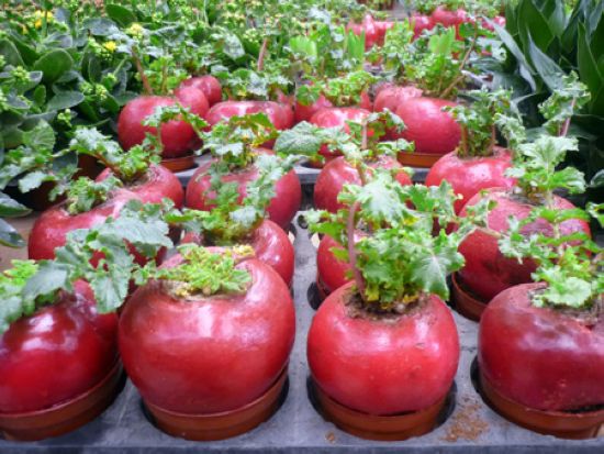 Cây cảnh chưng Tết