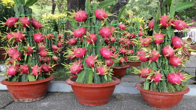 Cây cảnh chưng Tết