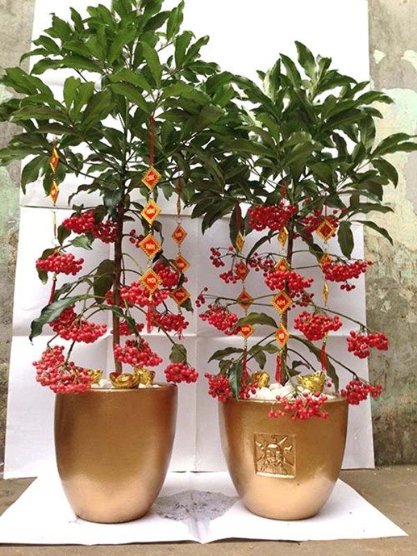 Cây cảnh chưng Tết
