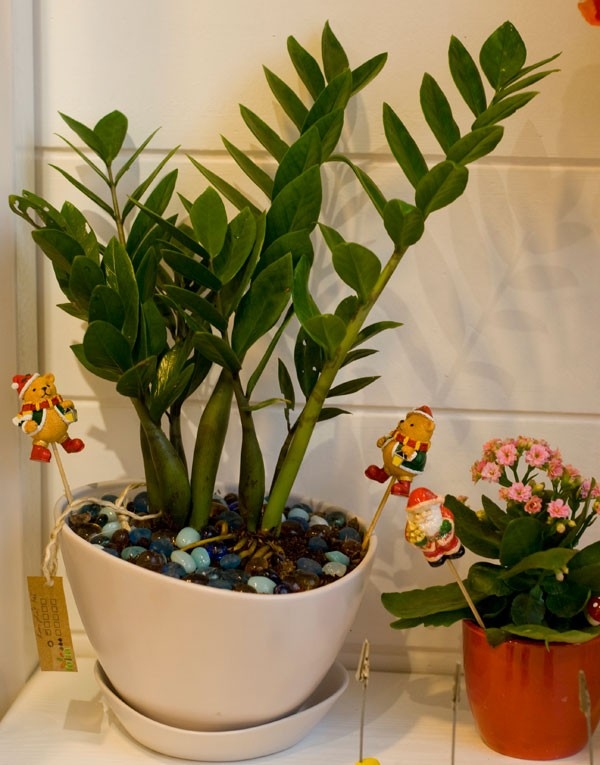 Cây cảnh chưng Tết