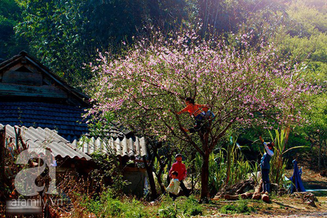 hoa đào mộc châu